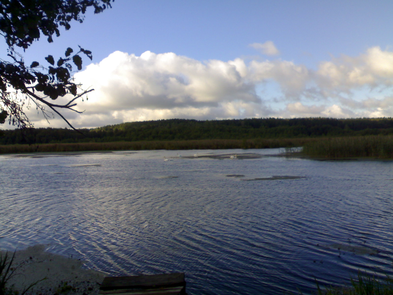 Беларусь синеокая