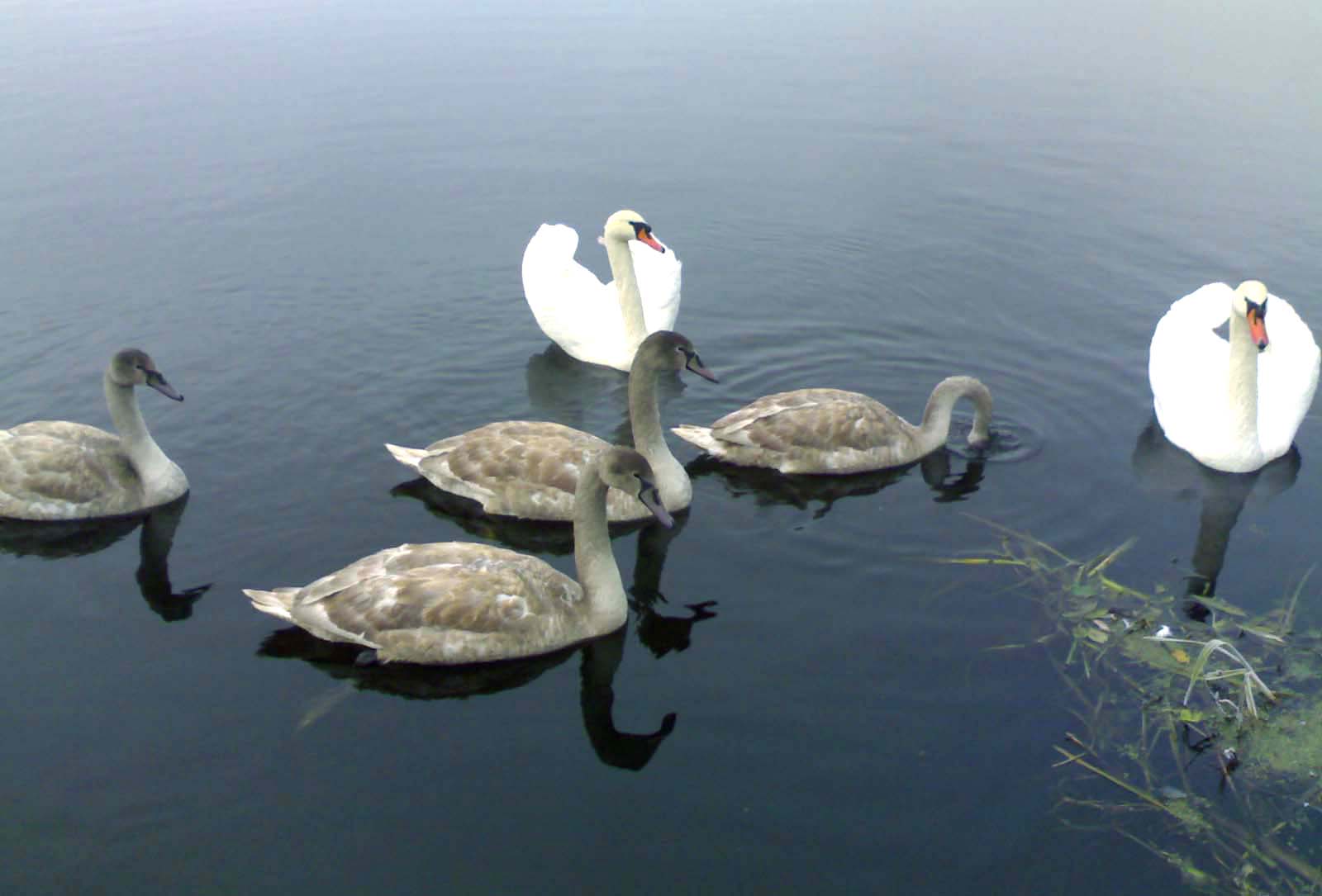 Беларусские озера - Лебеди - поселок Озерный - Переводы русского азербайджанского турецкого языков